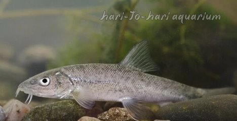 Barbel